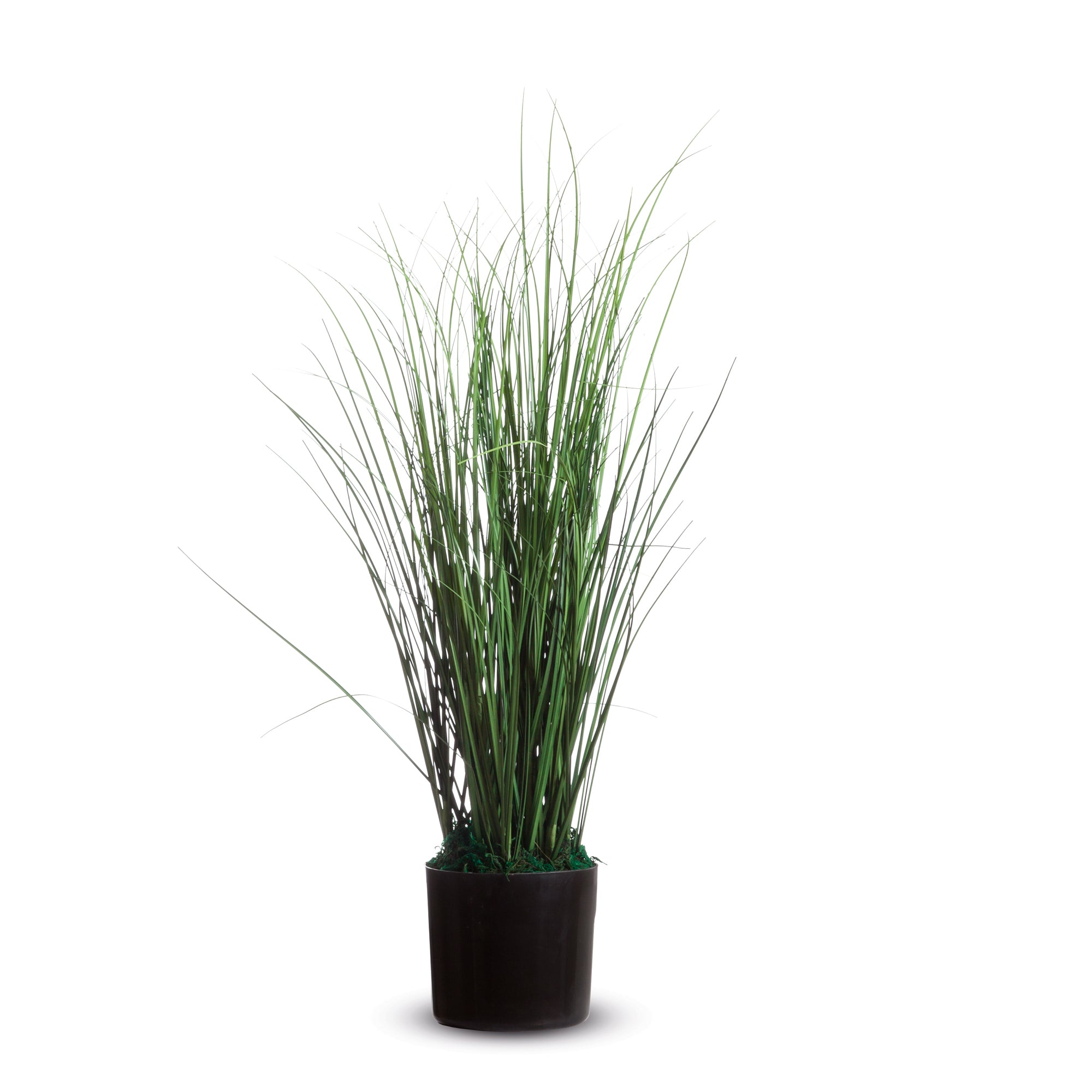 alco-pianta-ornamentale-erba-h55cm