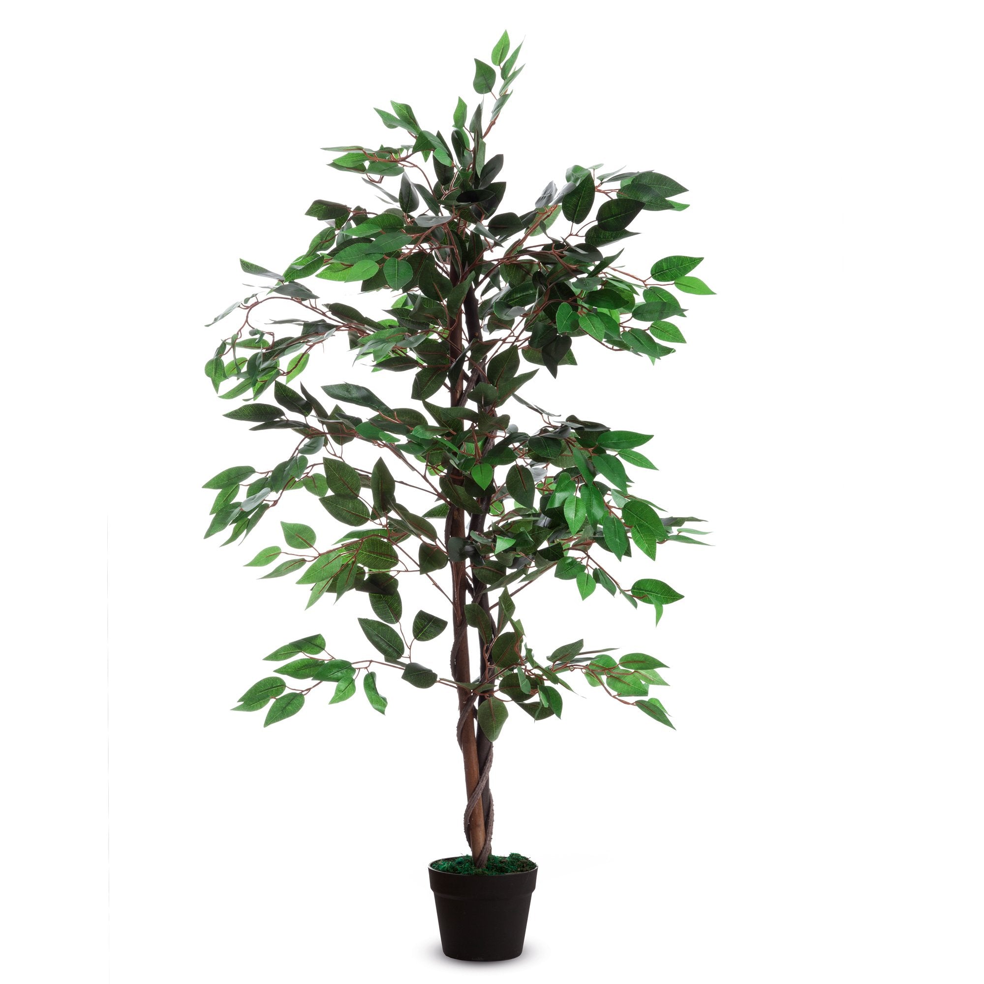 alco-pianta-ornamentale-ficus-h120cm