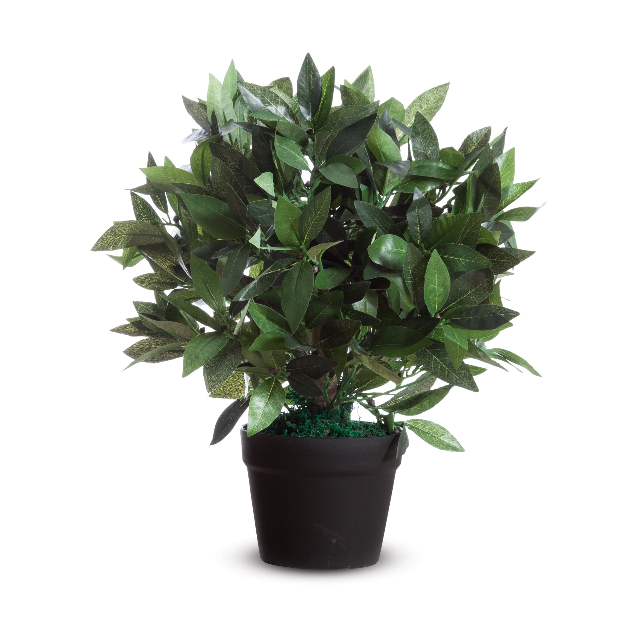 alco-pianta-ornamentale-lauro-h50cm
