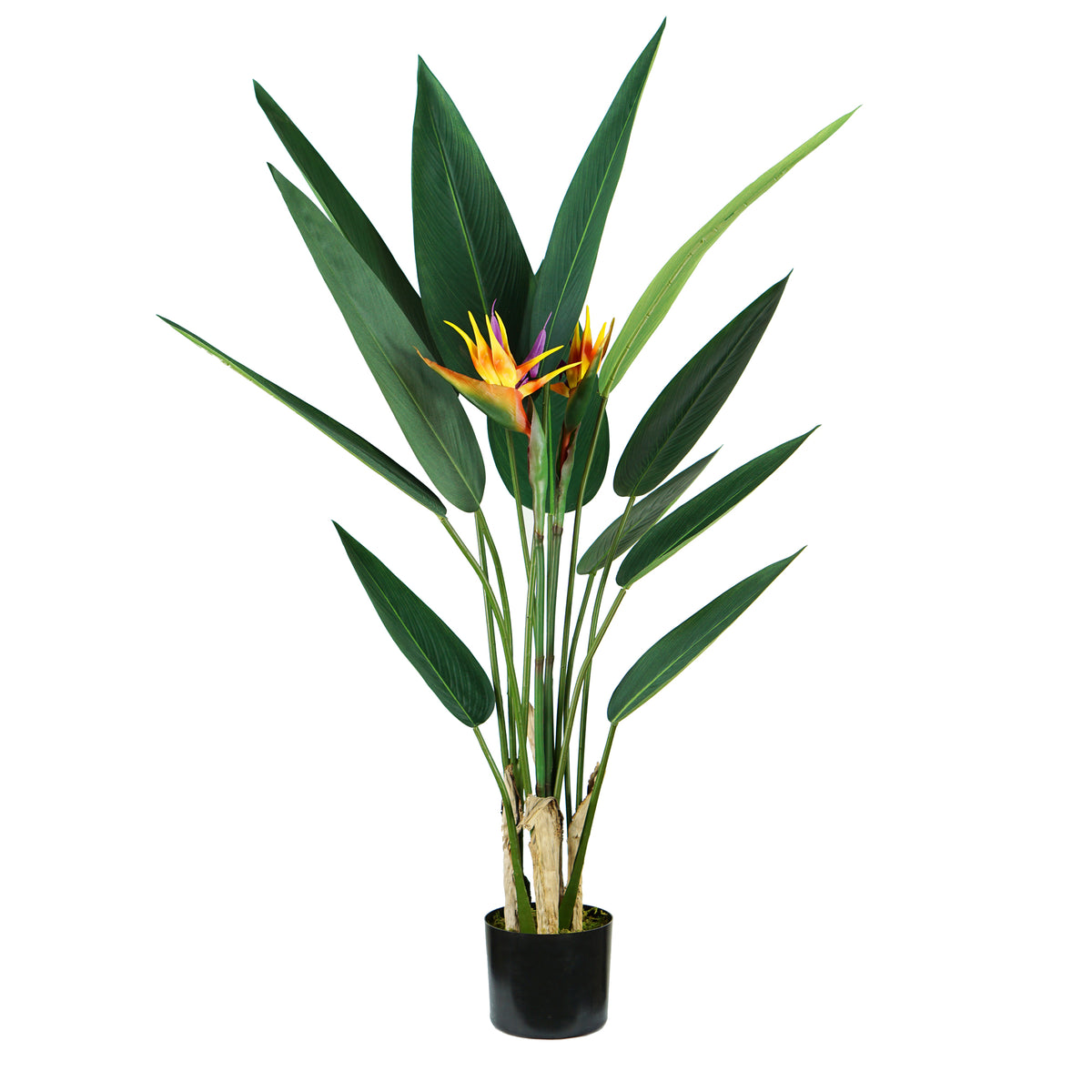 king-collection-pianta-ornamentale-sterlizia-12-foglie-2-fiori