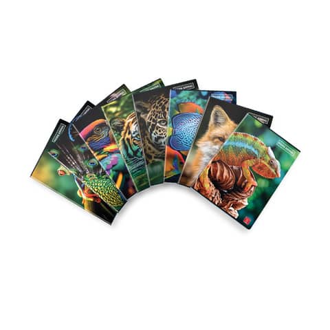 pigna-quaderno-42-fogli-animal-a4-quadretti-10-mm-assortiti-023301310